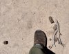 Cougar.jpg