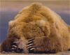 bear.gif