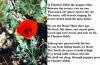 Poppy Poem 2.JPG