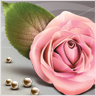Eleanor2323