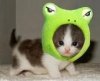 kittenfrog.jpg