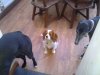 grey in training.jpg
