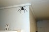 0_spider.jpg