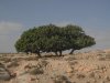 THE FIG TREE.2.jpg