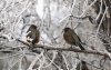 robins in russian olive.jpg