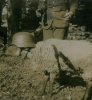 Battle-Sheep.jpg