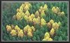 forest.jpg
