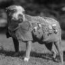 SergeantStubby