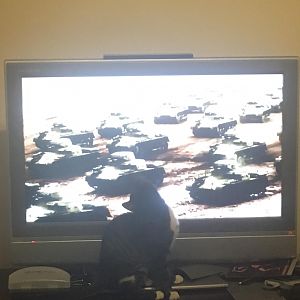 Mr. Bingley loves Panzers